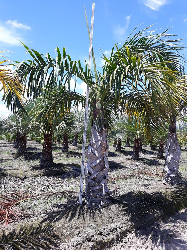 hyophorbe-verschaffeltii-mascarena-palm-spindle-palm