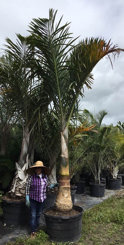 hyophorbe-verschaffeltii-mascarena-palm-spindle-palm