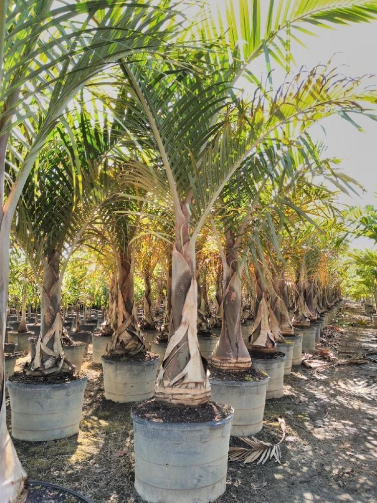 hyophorbe-verschaffeltii-mascarena-palm-spindle-palm