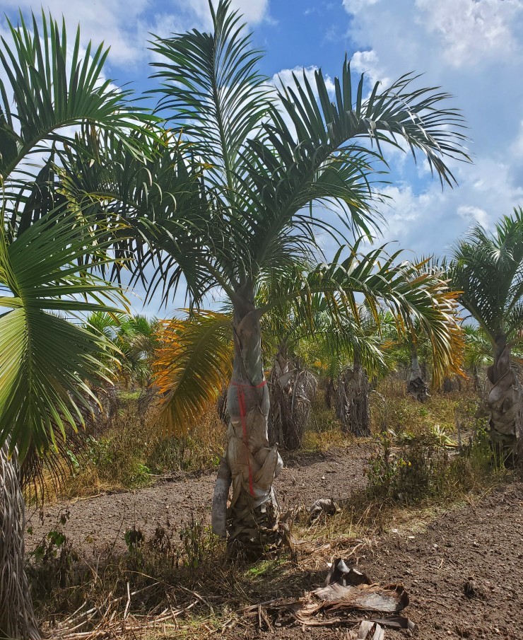 hyophorbe-verschaffeltii-mascarena-palm-spindle-palm