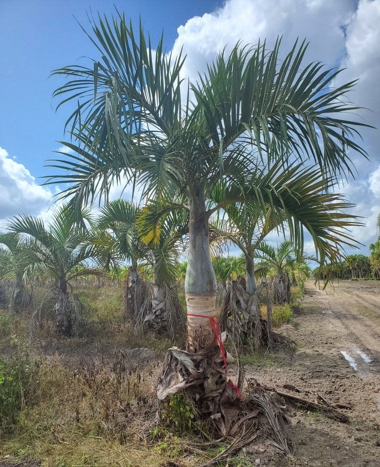 hyophorbe-verschaffeltii-mascarena-palm-spindle-palm