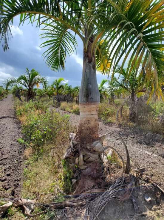 hyophorbe-verschaffeltii-mascarena-palm-spindle-palm