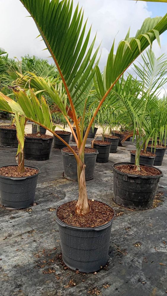 hyophorbe-verschaffeltii-mascarena-palm-spindle-palm