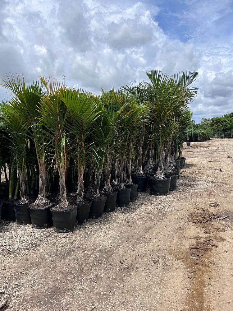hyophorbe-verschaffeltii-mascarena-palm-spindle-palm