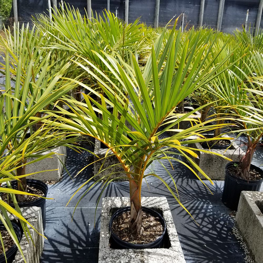 hyophorbe-verschaffeltii-mascarena-palm-spindle-palm