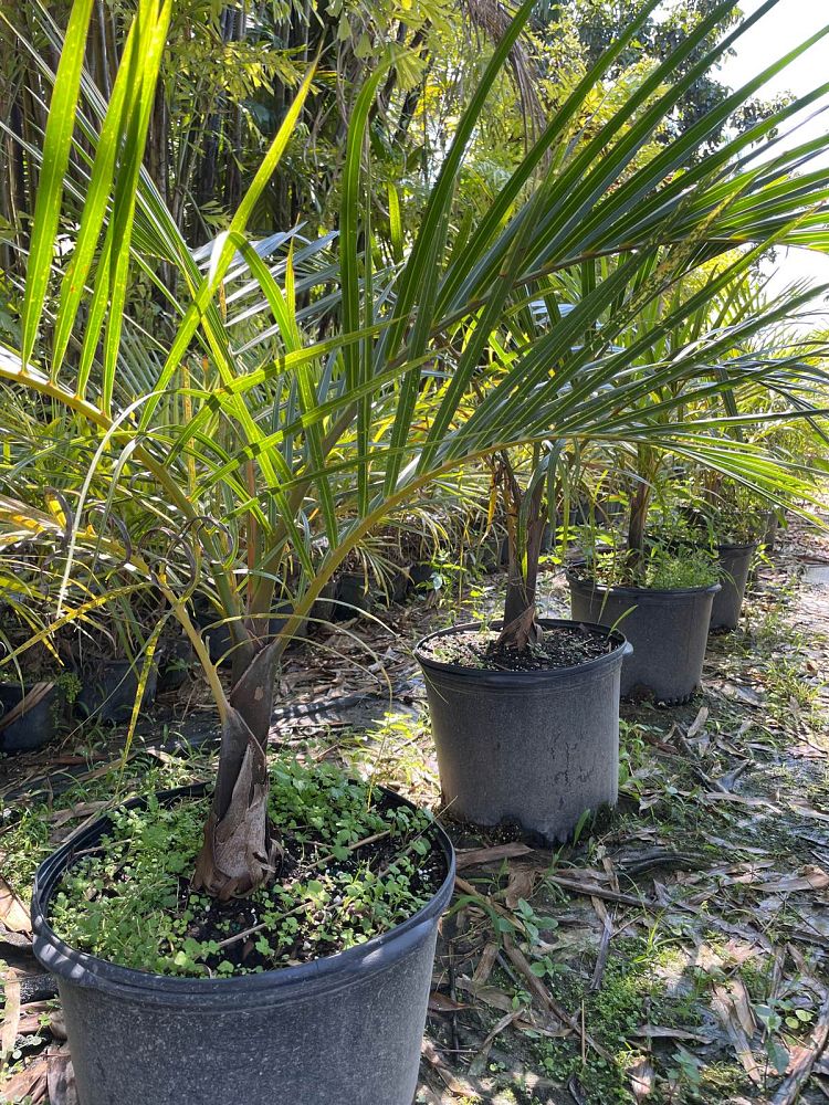 hyophorbe-verschaffeltii-mascarena-palm-spindle-palm