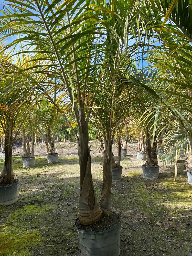 hyophorbe-verschaffeltii-mascarena-palm-spindle-palm