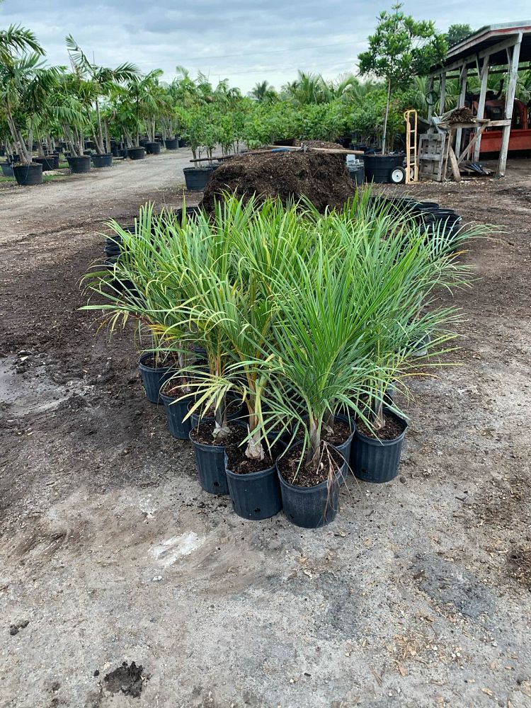 hyophorbe-verschaffeltii-mascarena-palm-spindle-palm