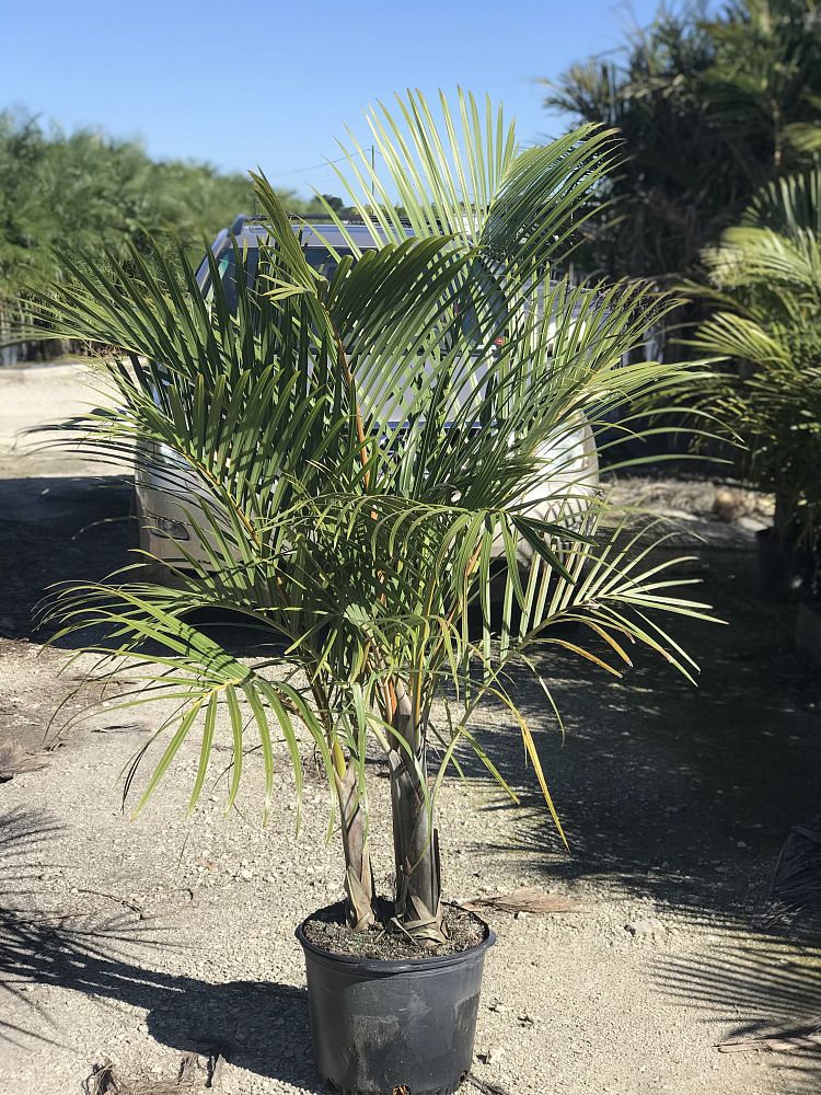hyophorbe-verschaffeltii-mascarena-palm-spindle-palm