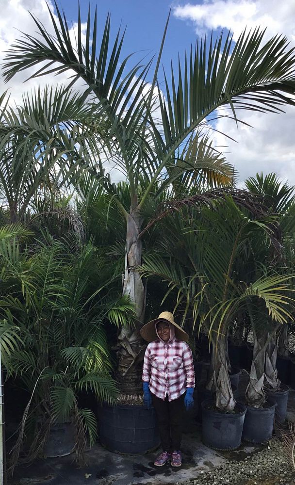 hyophorbe-verschaffeltii-mascarena-palm-spindle-palm