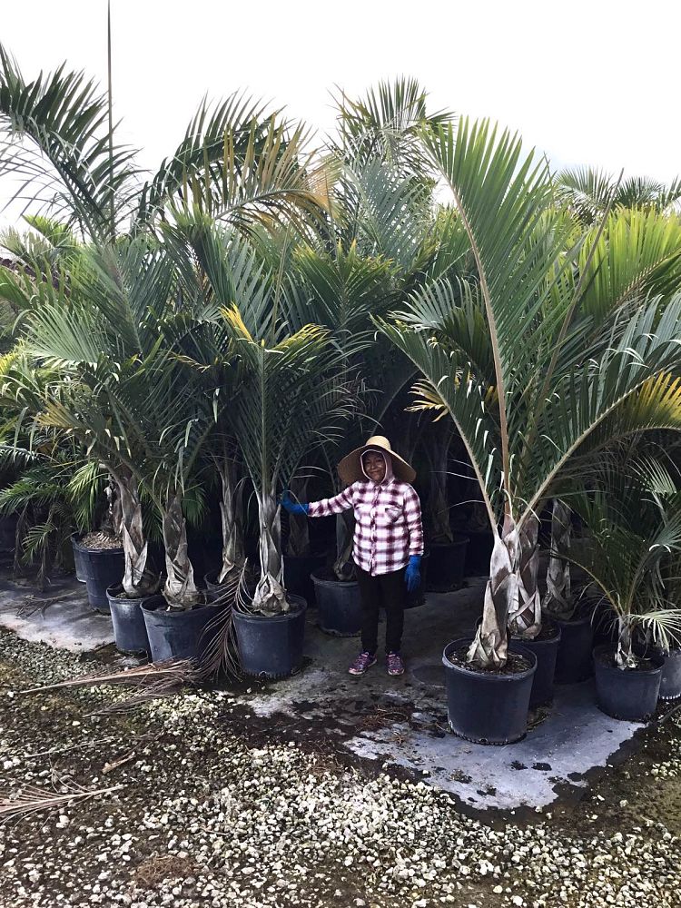 hyophorbe-verschaffeltii-mascarena-palm-spindle-palm