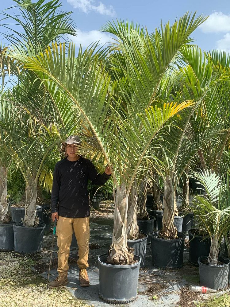 hyophorbe-verschaffeltii-mascarena-palm-spindle-palm