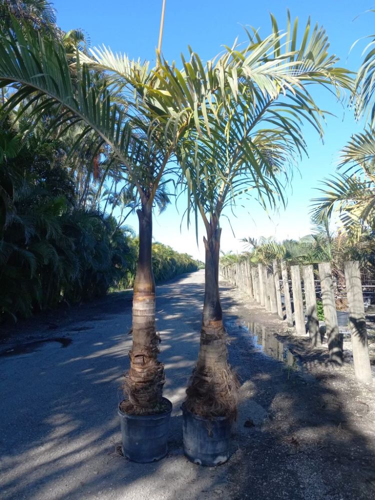 hyophorbe-verschaffeltii-mascarena-palm-spindle-palm