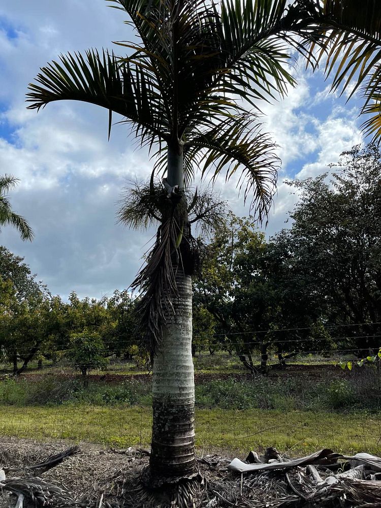 hyophorbe-verschaffeltii-mascarena-palm-spindle-palm