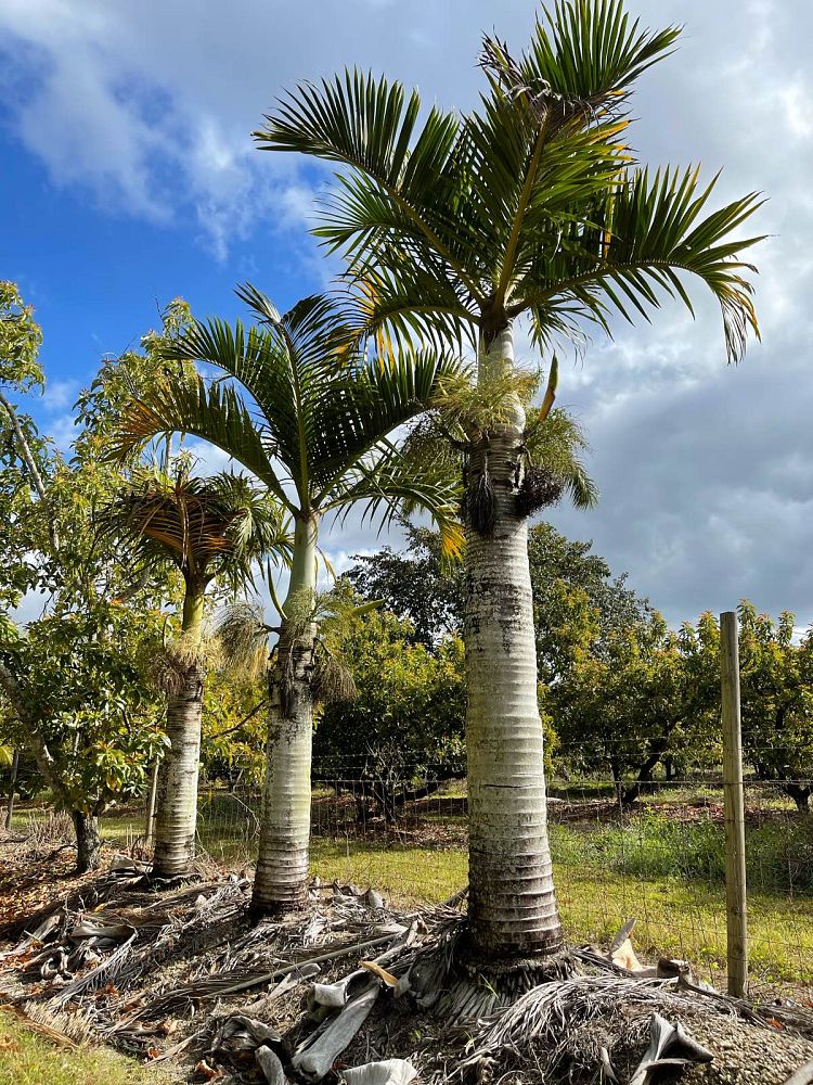 hyophorbe-verschaffeltii-mascarena-palm-spindle-palm