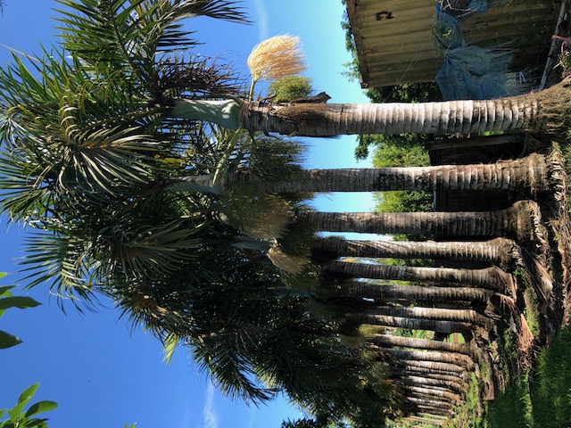hyophorbe-verschaffeltii-mascarena-palm-spindle-palm