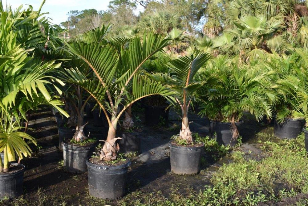 hyophorbe-verschaffeltii-mascarena-palm-spindle-palm