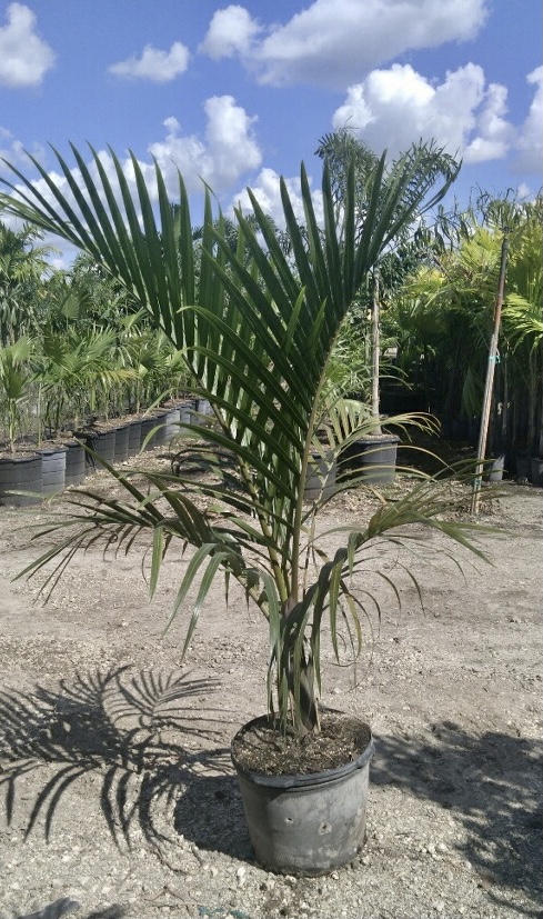 hyophorbe-verschaffeltii-mascarena-palm-spindle-palm