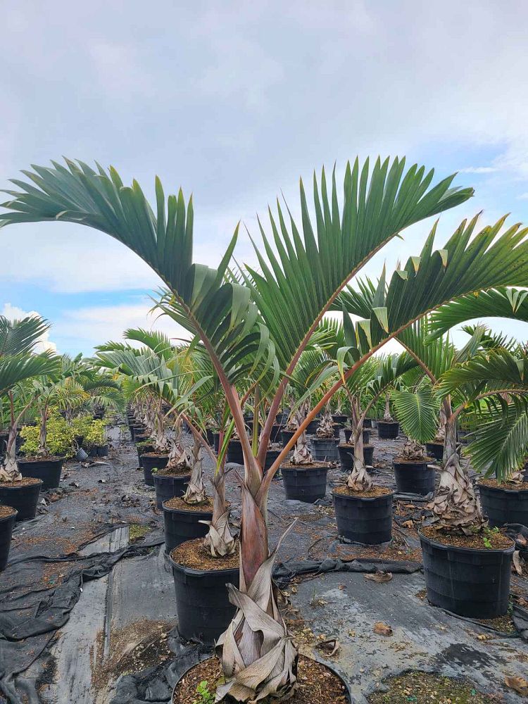 hyophorbe-verschaffeltii-mascarena-palm-spindle-palm