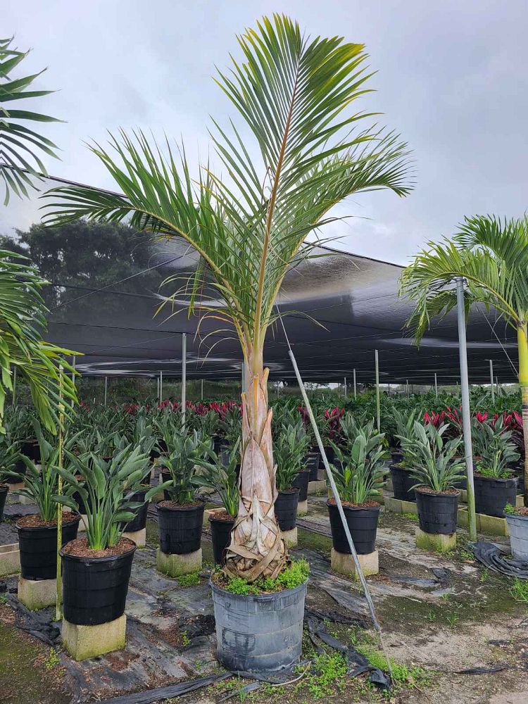 hyophorbe-verschaffeltii-mascarena-palm-spindle-palm