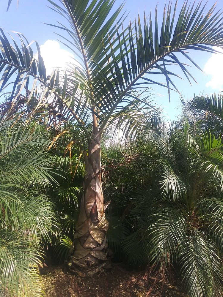 hyophorbe-verschaffeltii-mascarena-palm-spindle-palm