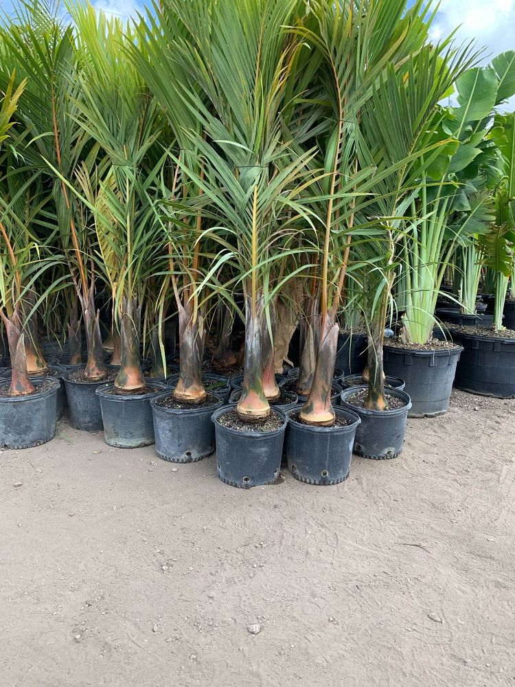 hyophorbe-verschaffeltii-mascarena-palm-spindle-palm