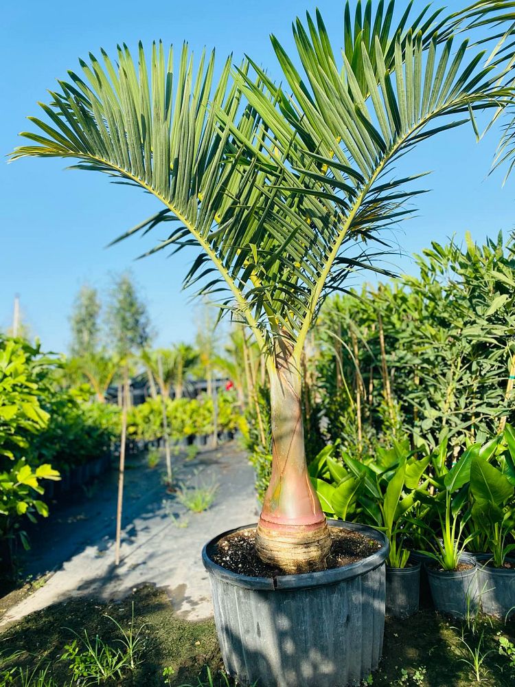 hyophorbe-verschaffeltii-mascarena-palm-spindle-palm