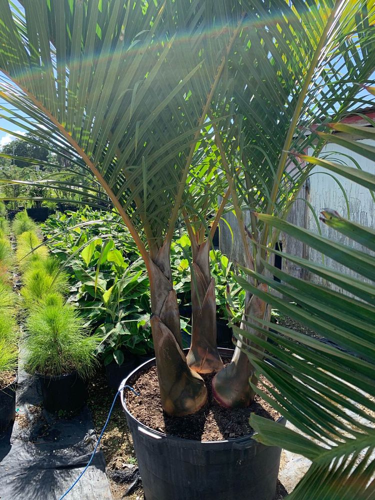 hyophorbe-verschaffeltii-mascarena-palm-spindle-palm