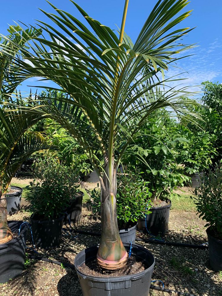 hyophorbe-verschaffeltii-mascarena-palm-spindle-palm