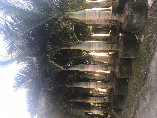 hyophorbe-verschaffeltii-mascarena-palm-spindle-palm