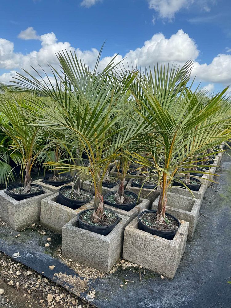 hyophorbe-verschaffeltii-mascarena-palm-spindle-palm