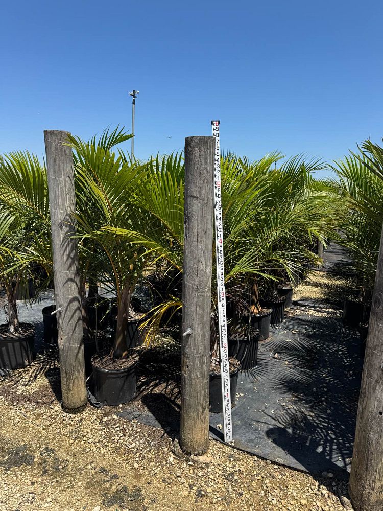 hyophorbe-verschaffeltii-mascarena-palm-spindle-palm