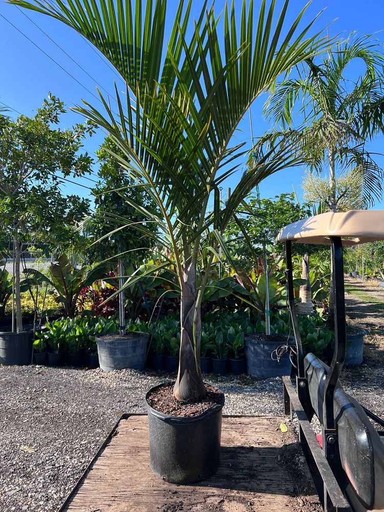 hyophorbe-verschaffeltii-mascarena-palm-spindle-palm