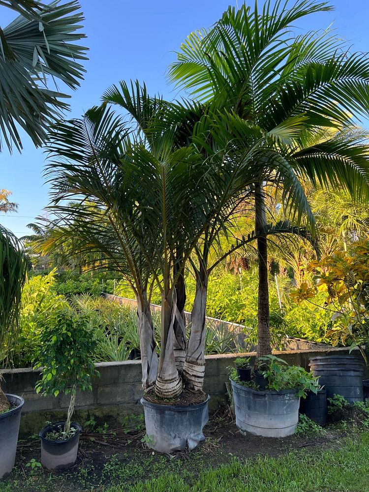 hyophorbe-verschaffeltii-mascarena-palm-spindle-palm