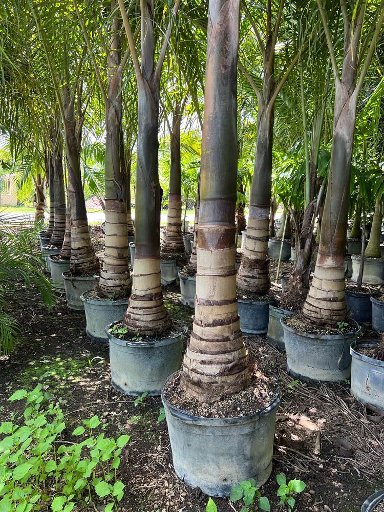 hyophorbe-verschaffeltii-mascarena-palm-spindle-palm
