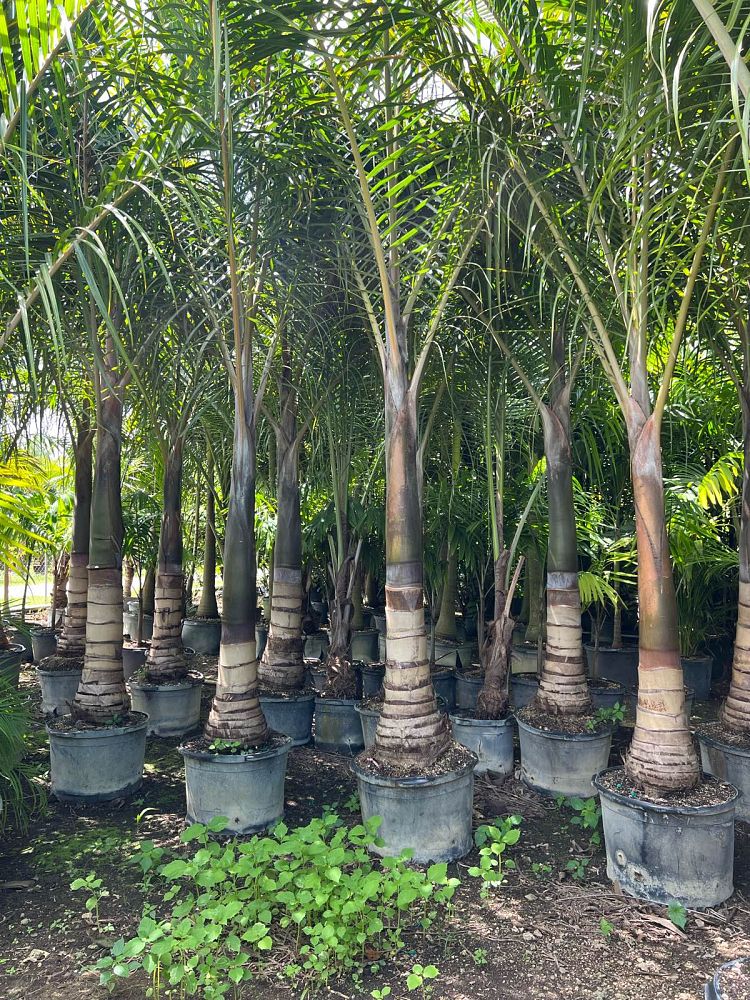 hyophorbe-verschaffeltii-mascarena-palm-spindle-palm