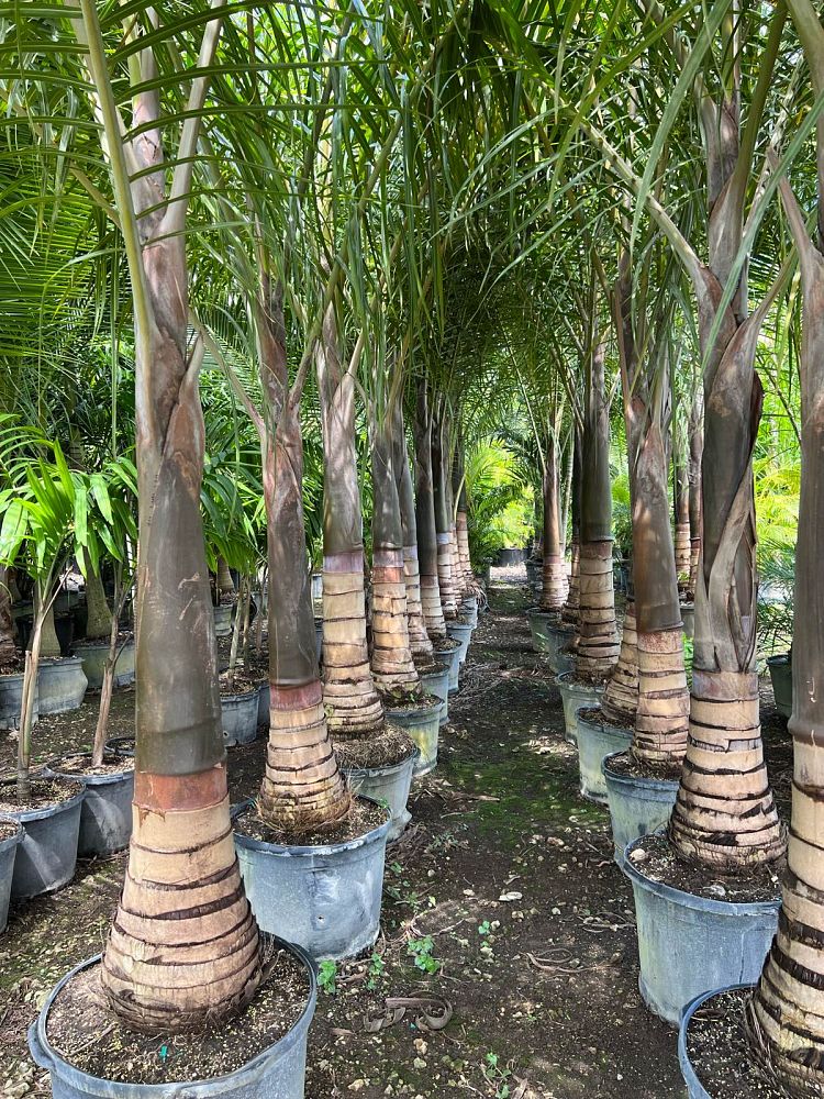 hyophorbe-verschaffeltii-mascarena-palm-spindle-palm