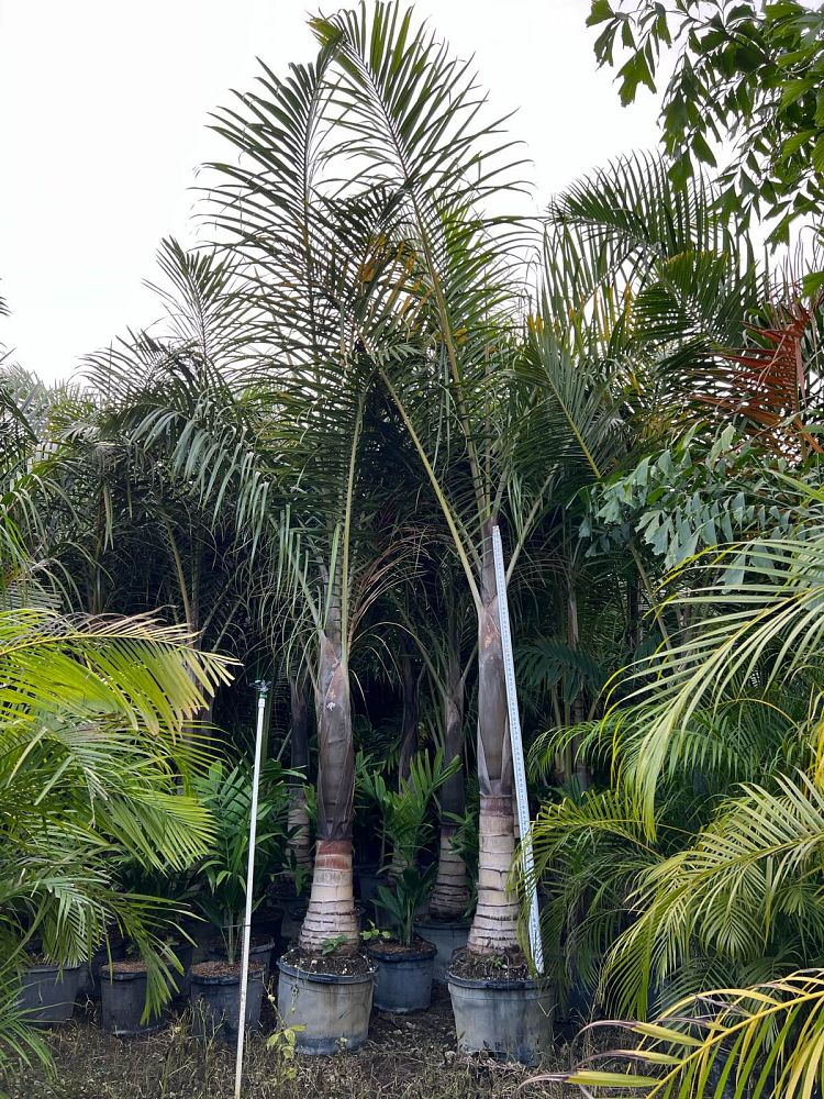 hyophorbe-verschaffeltii-mascarena-palm-spindle-palm