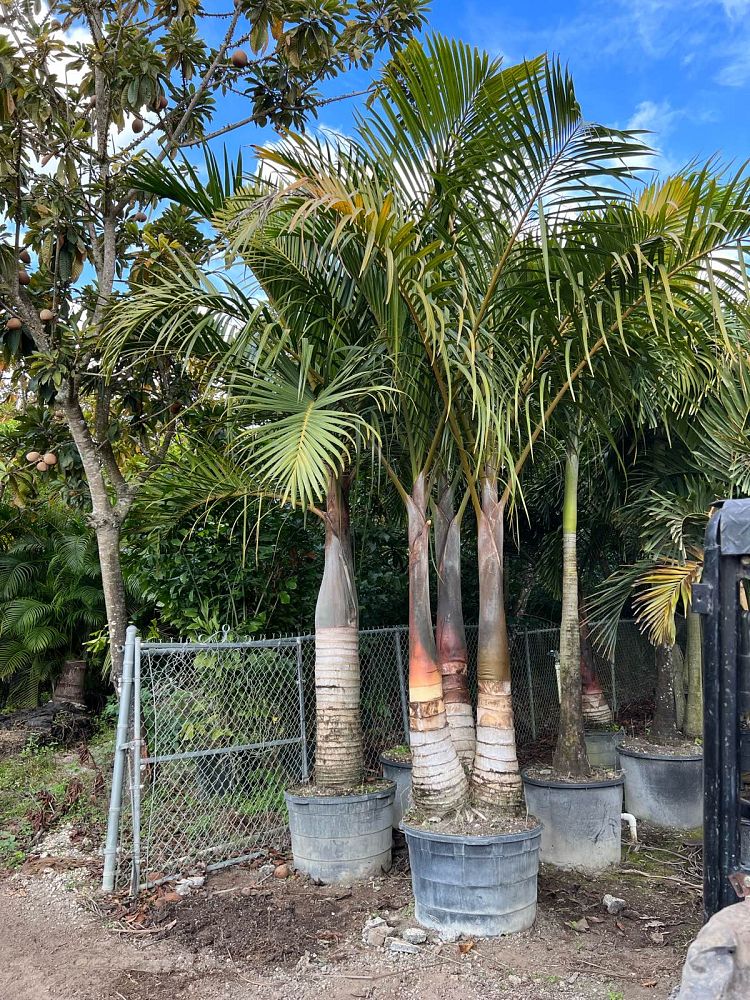 hyophorbe-verschaffeltii-mascarena-palm-spindle-palm