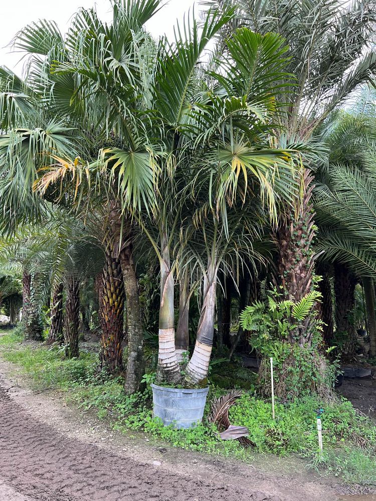 hyophorbe-verschaffeltii-mascarena-palm-spindle-palm