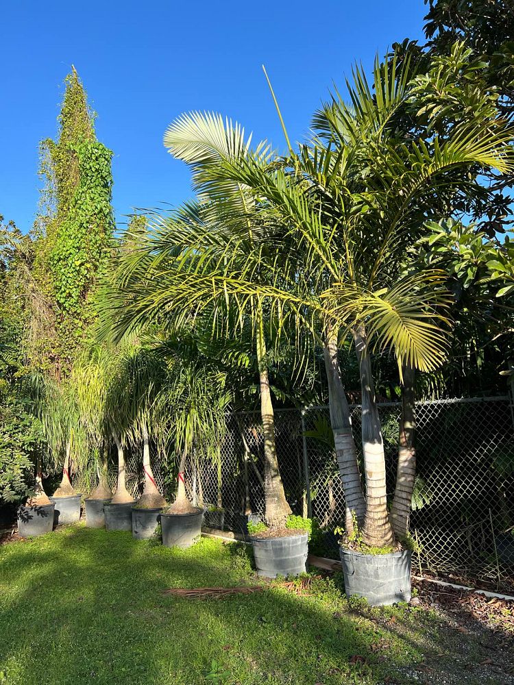 hyophorbe-verschaffeltii-mascarena-palm-spindle-palm