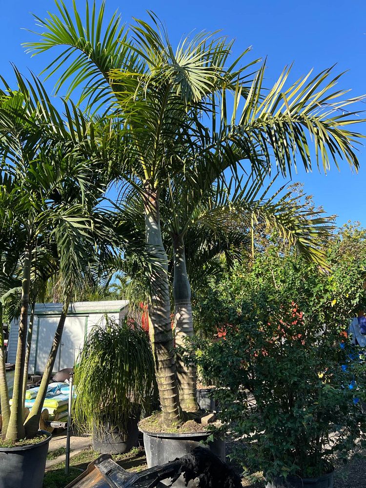 hyophorbe-verschaffeltii-mascarena-palm-spindle-palm