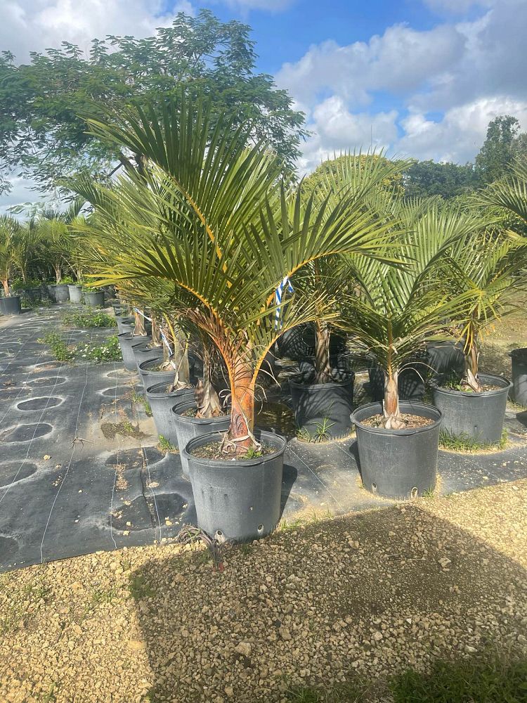 hyophorbe-verschaffeltii-mascarena-palm-spindle-palm