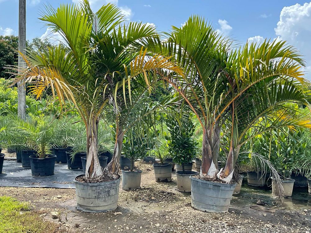 hyophorbe-verschaffeltii-mascarena-palm-spindle-palm