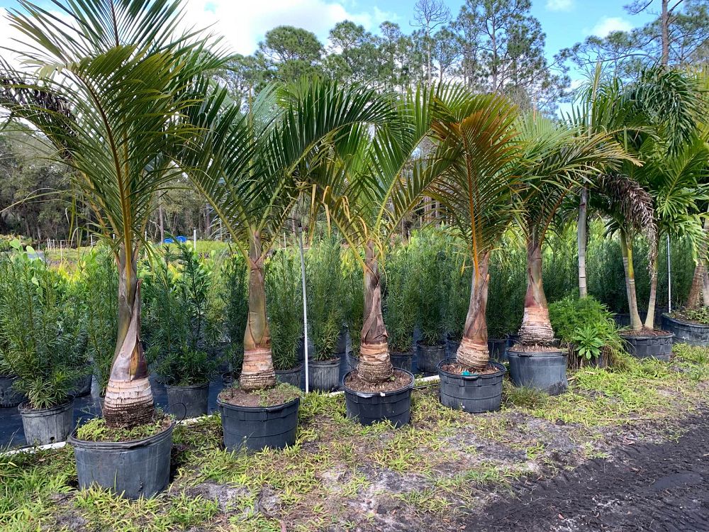 hyophorbe-verschaffeltii-mascarena-palm-spindle-palm