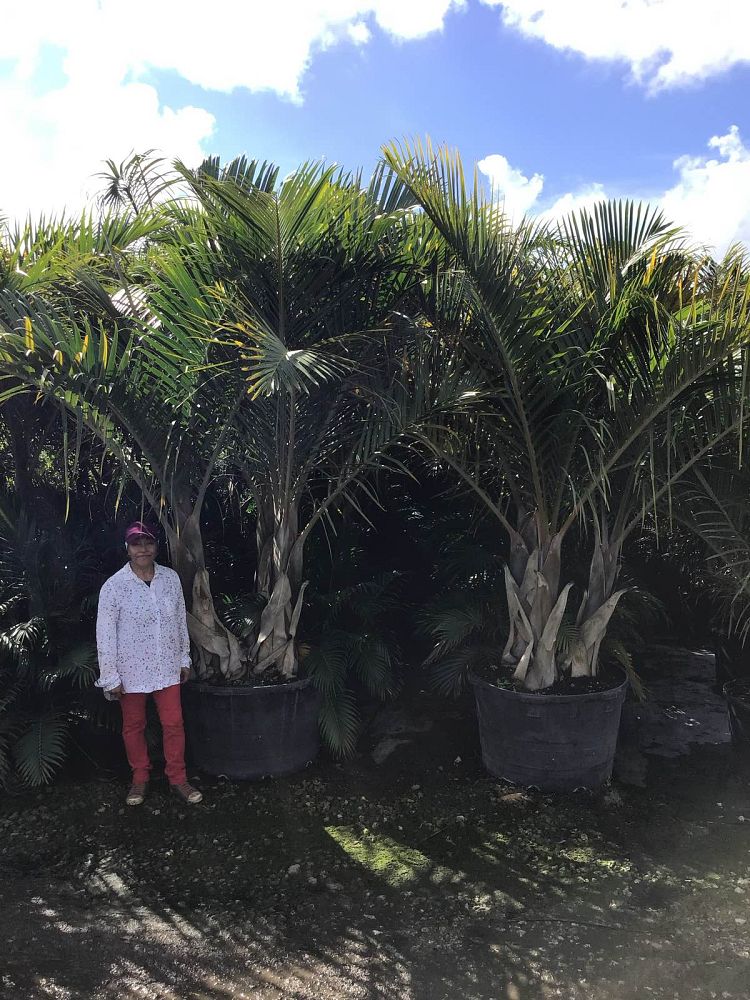 hyophorbe-verschaffeltii-mascarena-palm-spindle-palm