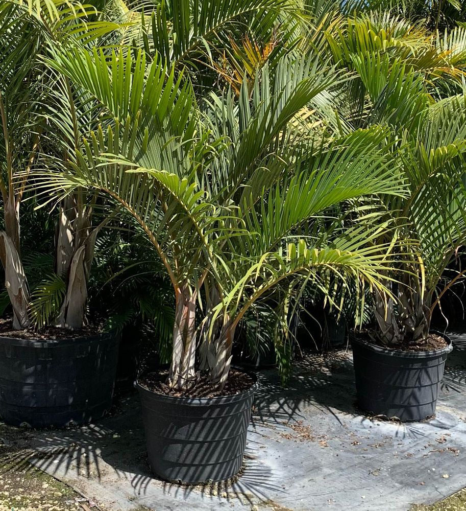hyophorbe-verschaffeltii-mascarena-palm-spindle-palm
