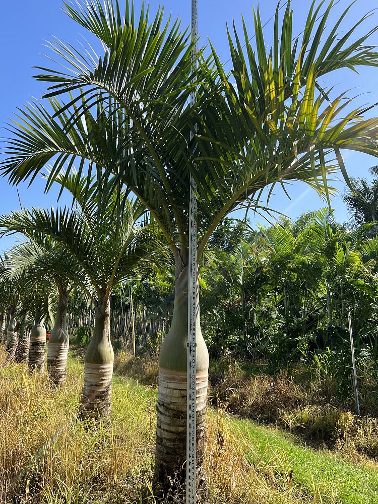 hyophorbe-verschaffeltii-mascarena-palm-spindle-palm