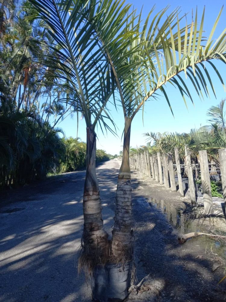 hyophorbe-verschaffeltii-mascarena-palm-spindle-palm