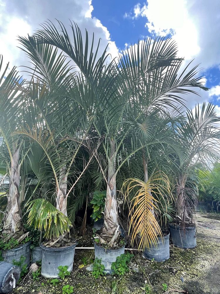 hyophorbe-verschaffeltii-mascarena-palm-spindle-palm